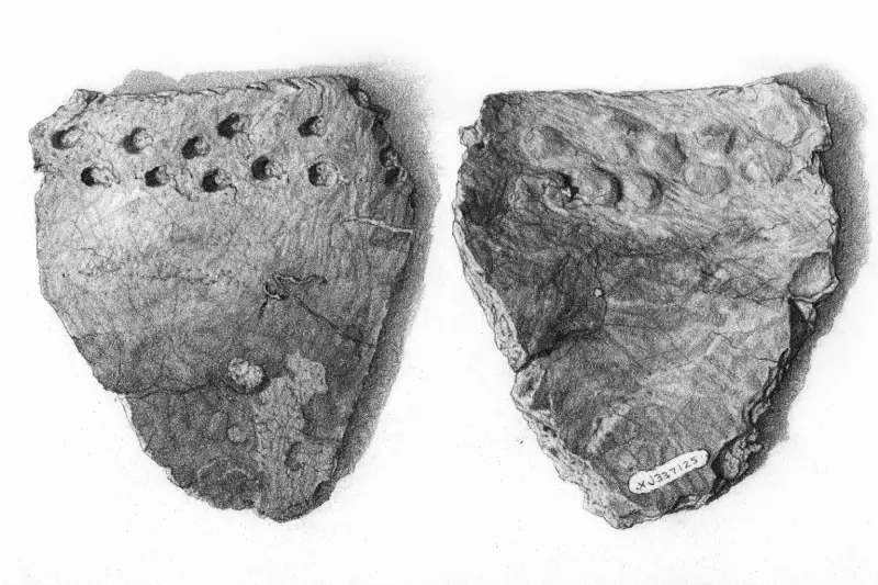 old fragments of pottery